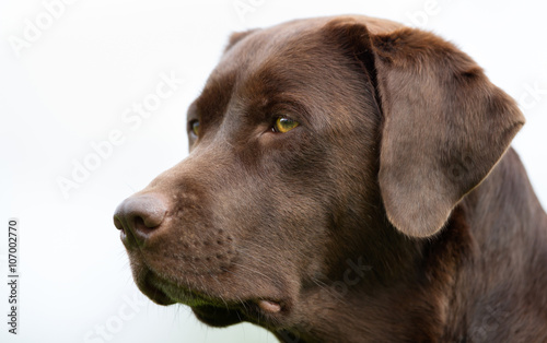 Face of Labrador Retriever dog
