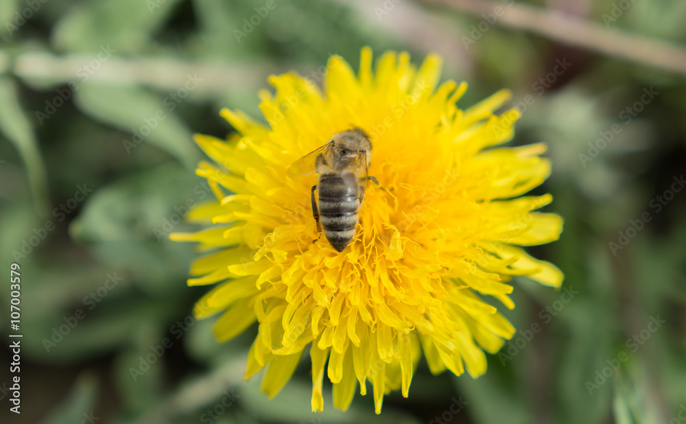 Die Blume blühen im Frühling Die Blume blühen im Frühling