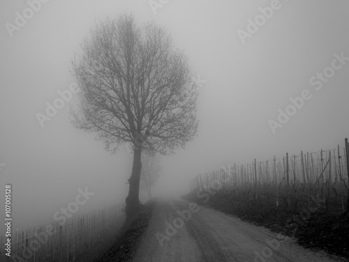 Barolo - Inverno