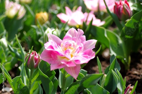 Gef  llte Tulpe in Rosa  Beet  Blumenbeet