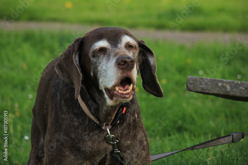 Obraz na płótnie Senior German Shorthaired Pointer female