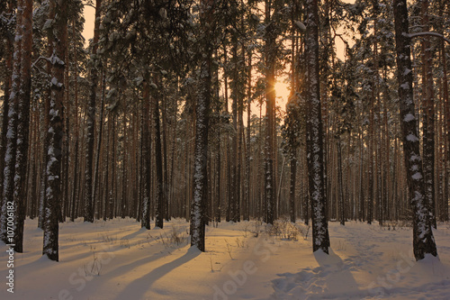 Winter sunset in the forest