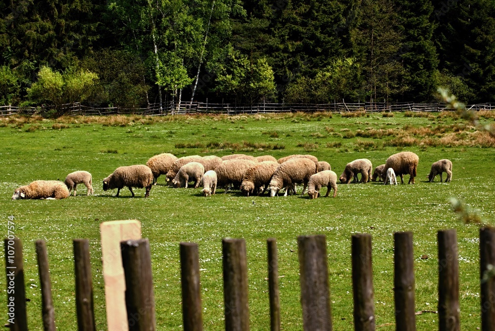 Obraz premium Grazing sheep