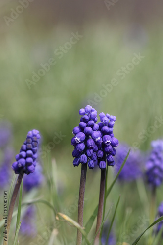 Muscari or murine hyacinth on the background of green grass