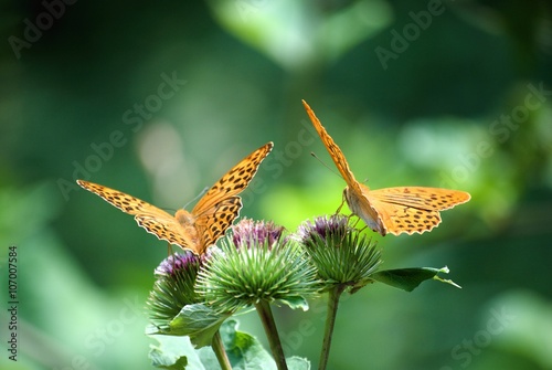 Two butterflies on flower