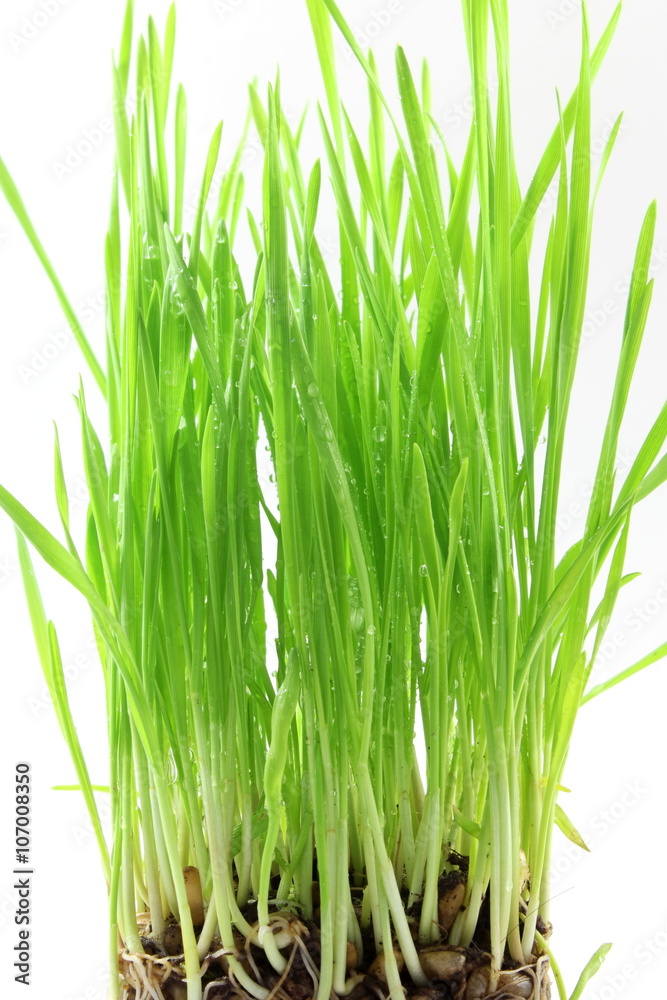 fresh sprouted wheat grass with water drops in white background fresh sprouted wheat grass with water drops in white background