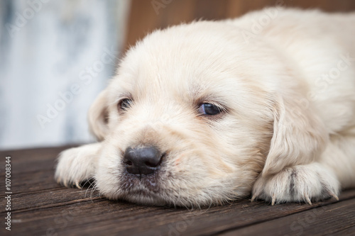 Fototapeta Naklejka Na Ścianę i Meble -  Golden retriever puppy
