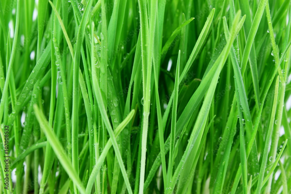 fresh sprouted wheat grass with water drops closeup fresh sprouted wheat grass with water drops closeup