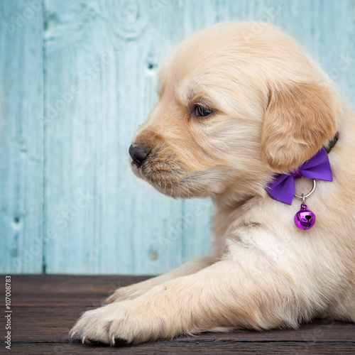 Schilderij op canvas Golden retriever puppy