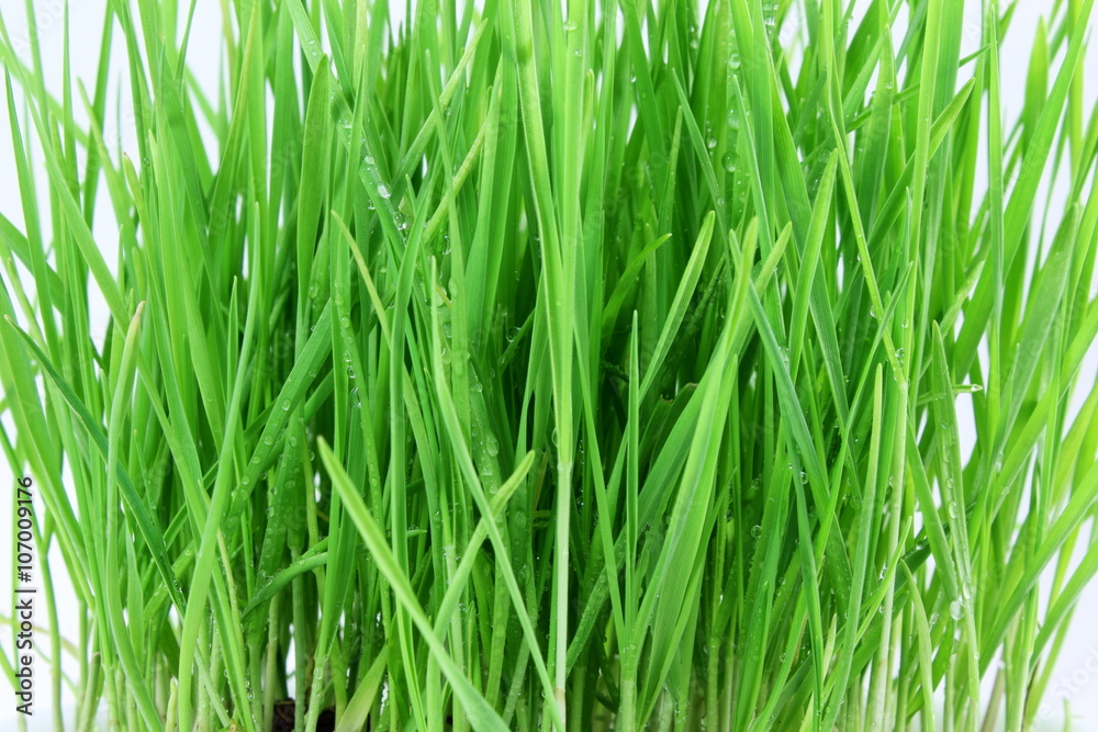 fresh sprouted wheat grass with water drops in white background fresh sprouted wheat grass with water drops in white background