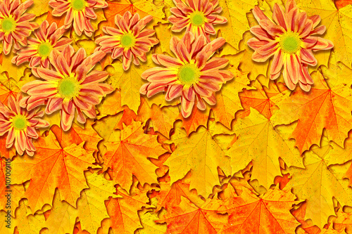 Autumn foliage. Golden Autumn. chrysanthemum
