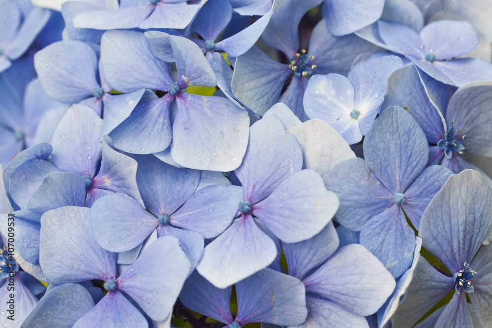Primer plano de las flores de la hortènsia azul