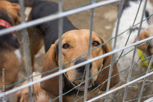 Abandoned dog in a cage