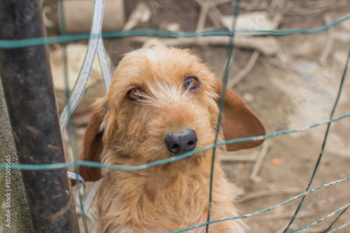 Abandoned dog in a cage.