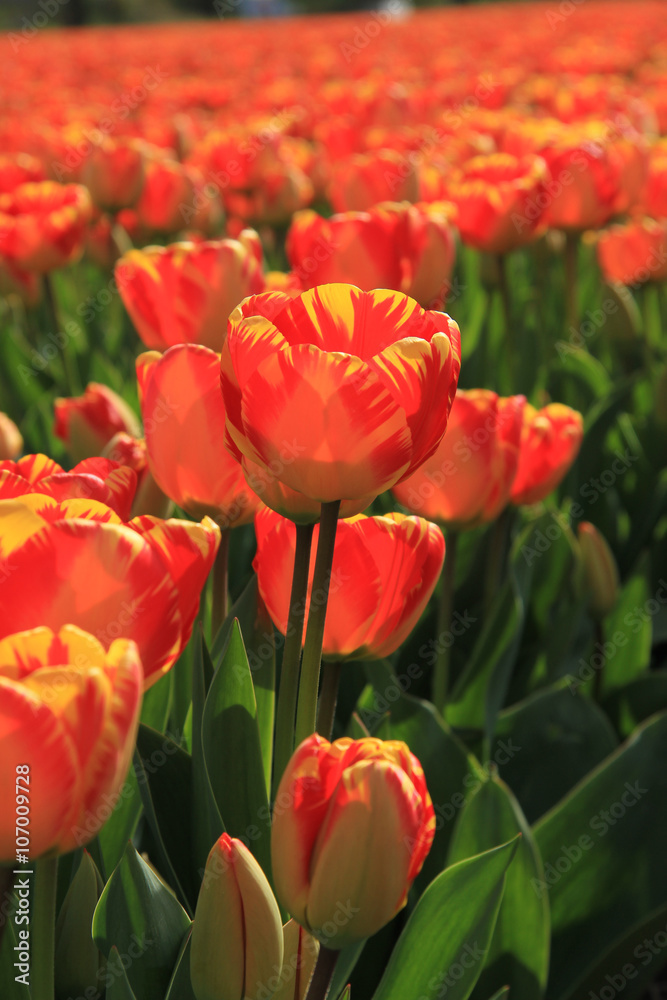 Yellow and orange tulips