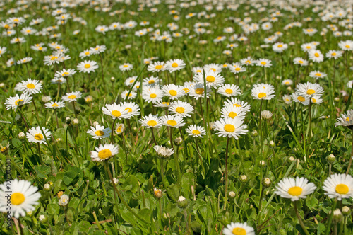 G  nsebl  mchen  Bellis perennis  Daisy