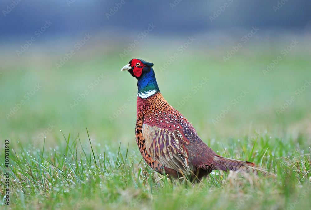 Fototapeta premium Wild pheasant