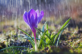 Beautiful spring blue crocus in the spring rain