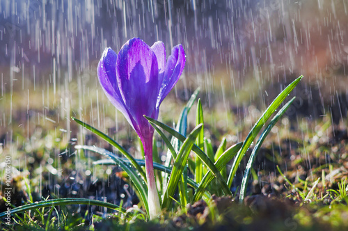 Beautiful spring blue crocus in the spring rain