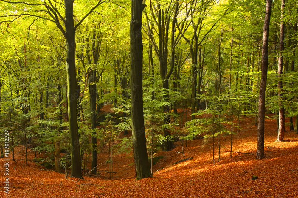 Fototapeta premium Forest