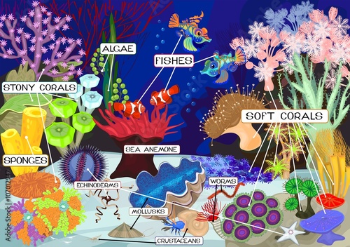 Coral reef with soft and hard corals. Ecosystem