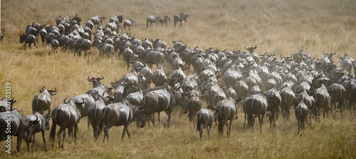 Big herd of wildebeest in the savannah. Great Migration. Kenya. Tanzania. Masai Mara National Park. An excellent illustration.