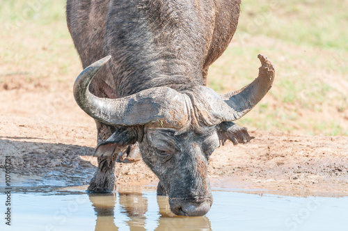 Cape Buffalo drinking