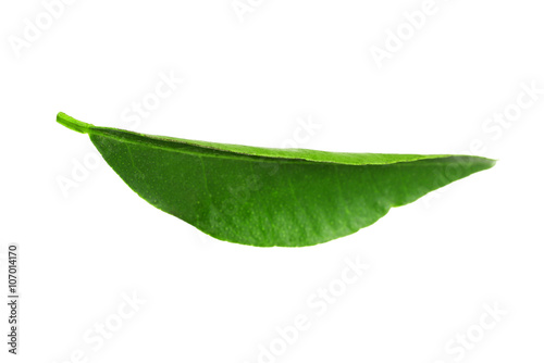 Quadro em tela Green leaf of orange tree, isolated on white