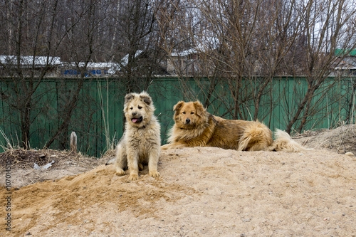 Собака и щенок photo