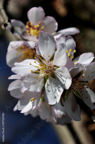 Fototapeta Naklejka Na Ścianę i Meble -  photo in vintage style blossoming almonds