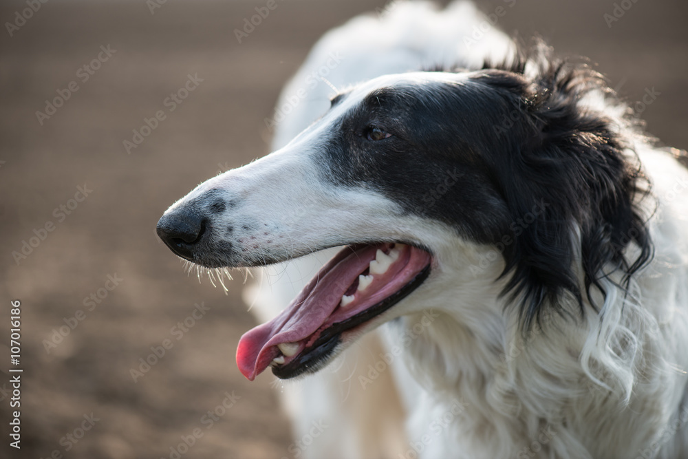 Dog portrait, Russian wolfhound dog, exhausted after running. Dog portrait, Russian wolfhound dog, exhausted after running.