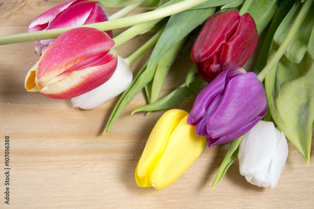 Tulpen Tulpen