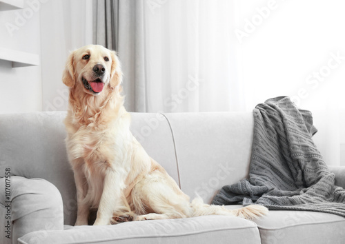 Golden retriever sitting on...