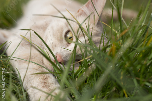 Close up of ginger cat in grass