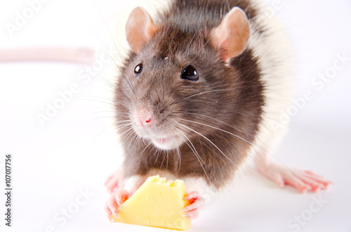 Rat 2024 eating cheese
