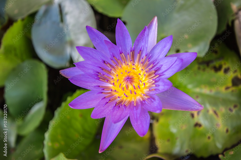 Colorful lotus flowers on green leaves above water. Colorful lotus flowers on green leaves above water.