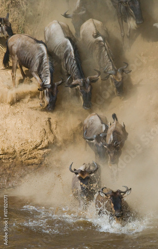 Wildebeest jumping into Mara River. Great Migration. Kenya. Tanzania. Masai Mara National Park. An excellent illustration.