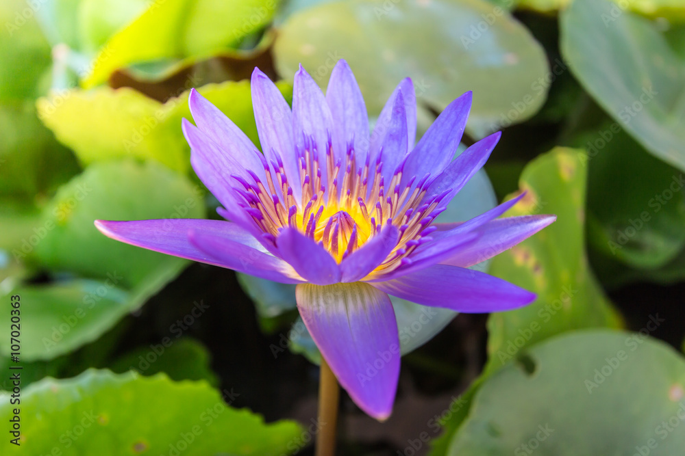 Colorful lotus flowers on green leaves above water. Colorful lotus flowers on green leaves above water.