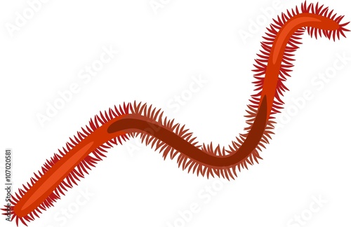 Polychaete