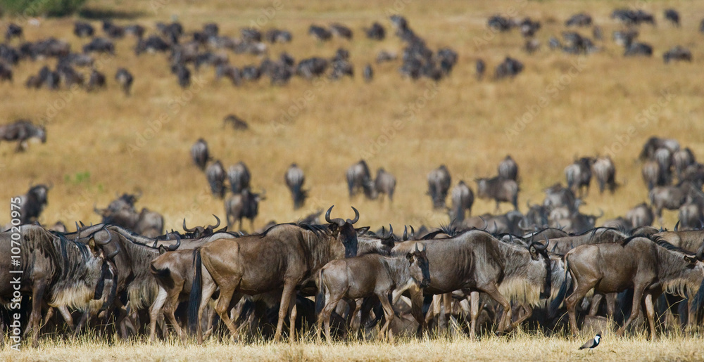 Big herd of wildebeest in the savannah. Great Migration. Kenya. Tanzania. Masai Mara National Park. An excellent illustration. Big herd of wildebeest in the savannah. Great Migration. Kenya. Tanzania. Masai Mara National Park. An excellent illustration.
