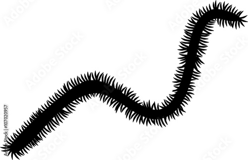 silhouette of polychaete photo