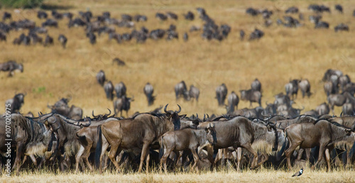 Big herd of wildebeest in the savannah. Great Migration. Kenya. Tanzania. Masai Mara National Park. An excellent illustration. © gudkovandrey
