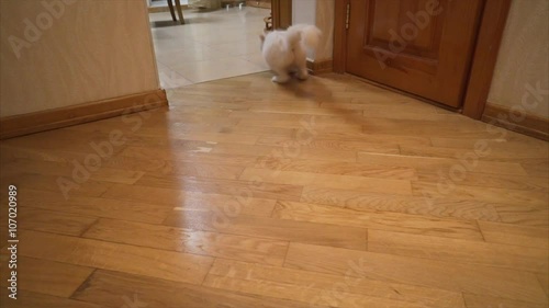 Cat Runs and it Enters a Turn