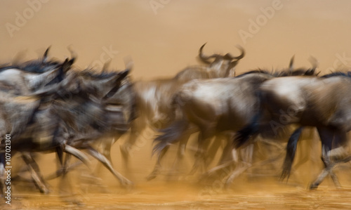 Wildebeests running through the savannah. Great Migration. Kenya. Tanzania. Masai Mara National Park. Motion effect. An excellent illustration. 