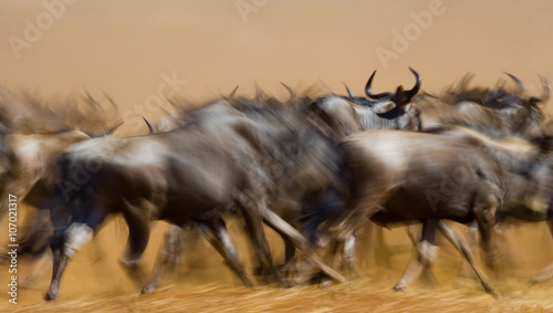 Wildebeests running through the savannah. Great Migration. Kenya. Tanzania. Masai Mara National Park. Motion effect. An excellent illustration. 