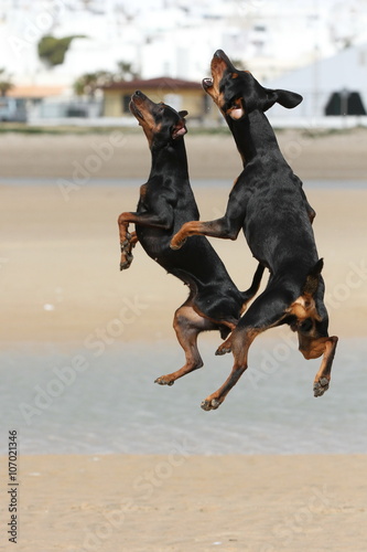 Zwei Zwergpinscher springen gemeinsam am Strand