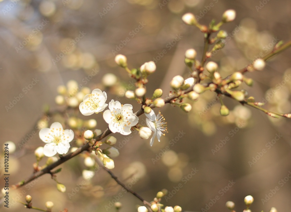 Twig blossoming fruit tree in spring