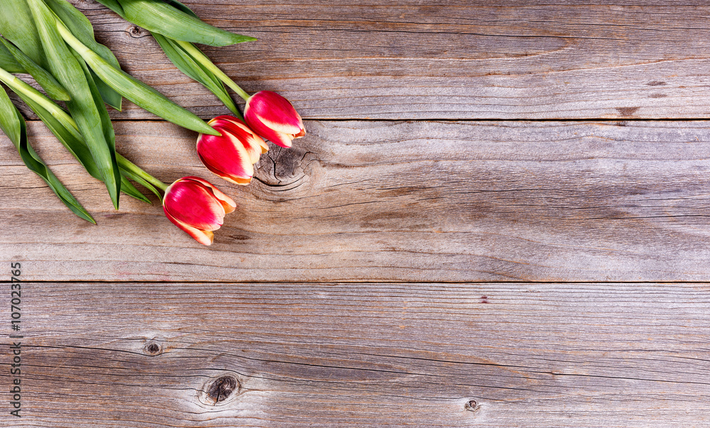 Fototapeta premium Seasonal tulips on stressed wood background