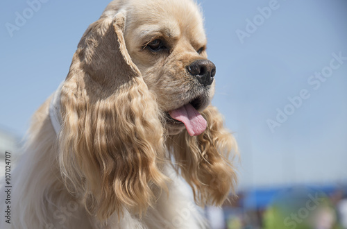 Obraz na płótnie American cocker spaniel