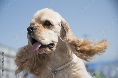 American cocker spaniel